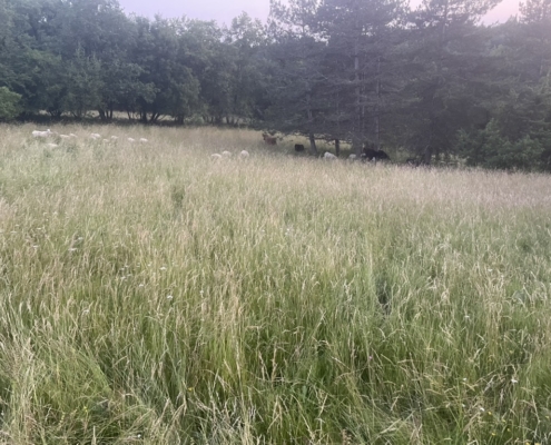 2BBB5607-D4FC-4F02-A234-91A3CE0BBD25_1_105_c